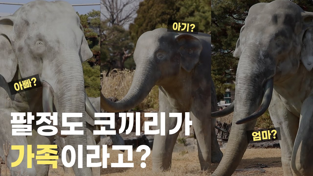 팔정도 코끼리 세 마리는 가족일까?