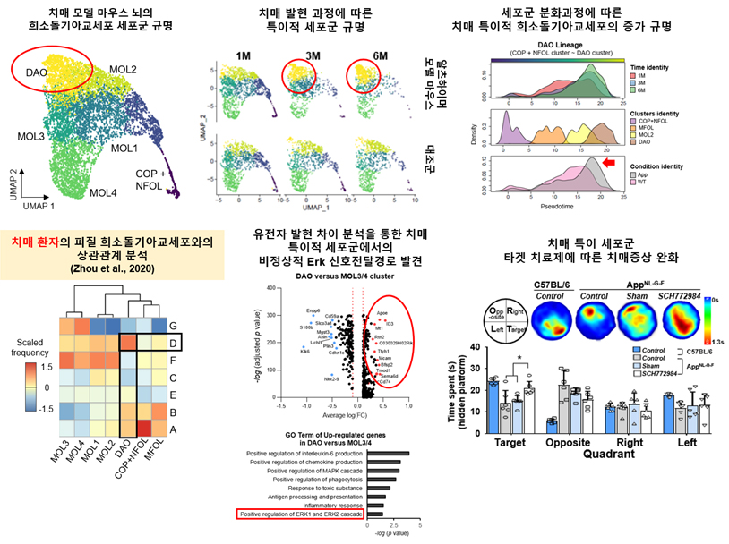 Single-cell RNA-sequencing identifies disease-associated oligodendrocytes in male APP NL-G-F and 5XFAD mice 설명 이미지